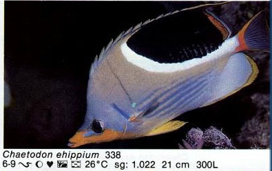 Chaetodon ehippium
